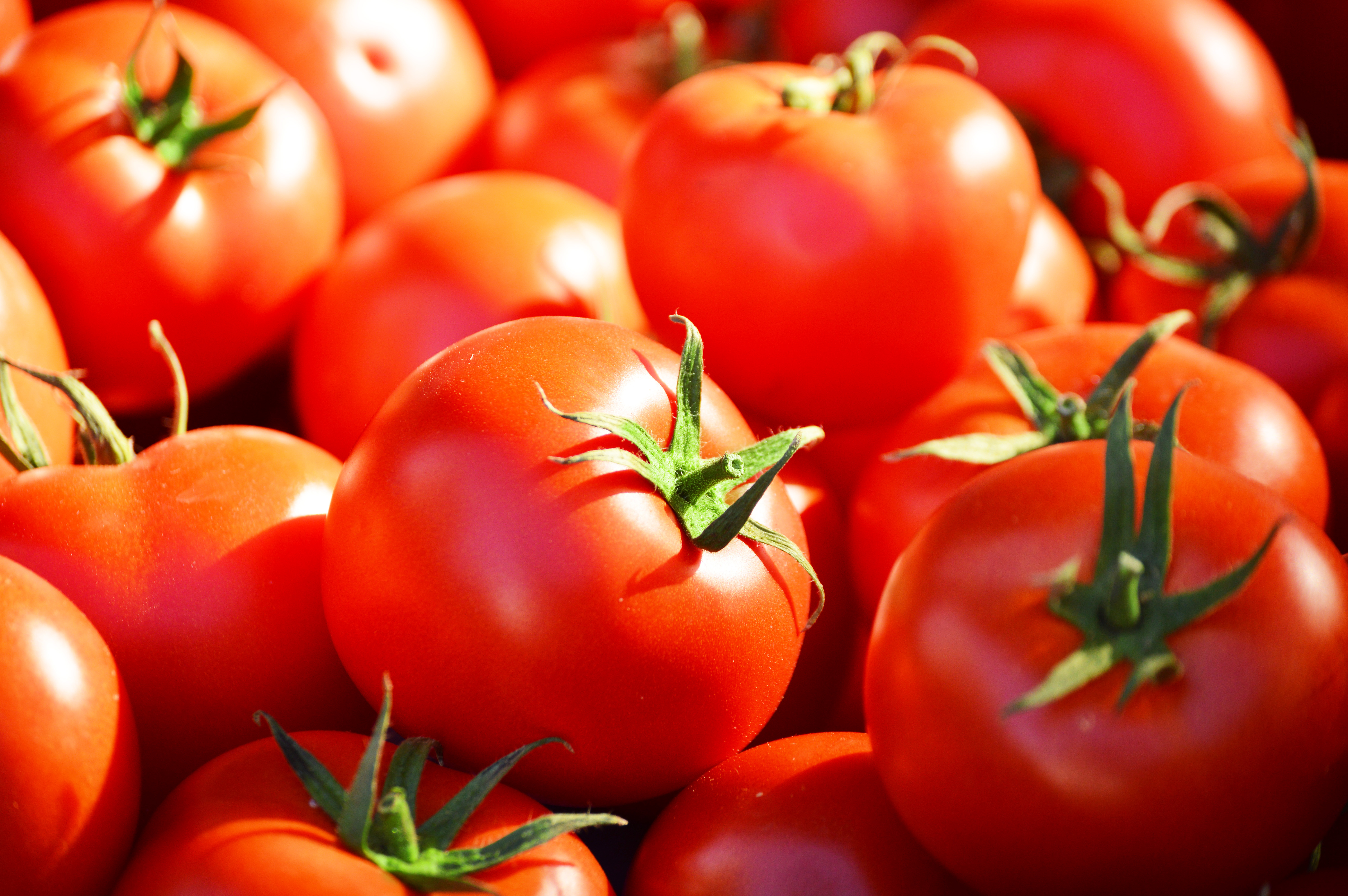 A Messy Tomato Food Fight