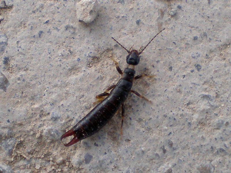 Other Critters in my Worm Composting Bin Worm Composting Headquarters