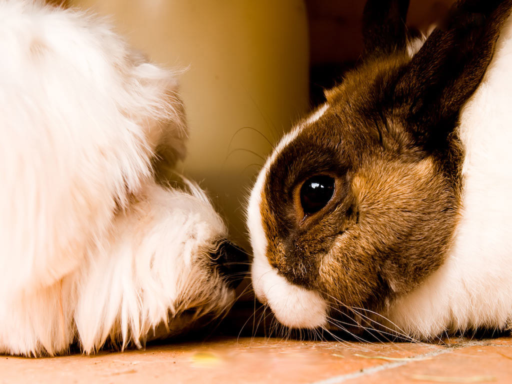 E. cuniculi from rabbit to dog? Worms & Germs Blog