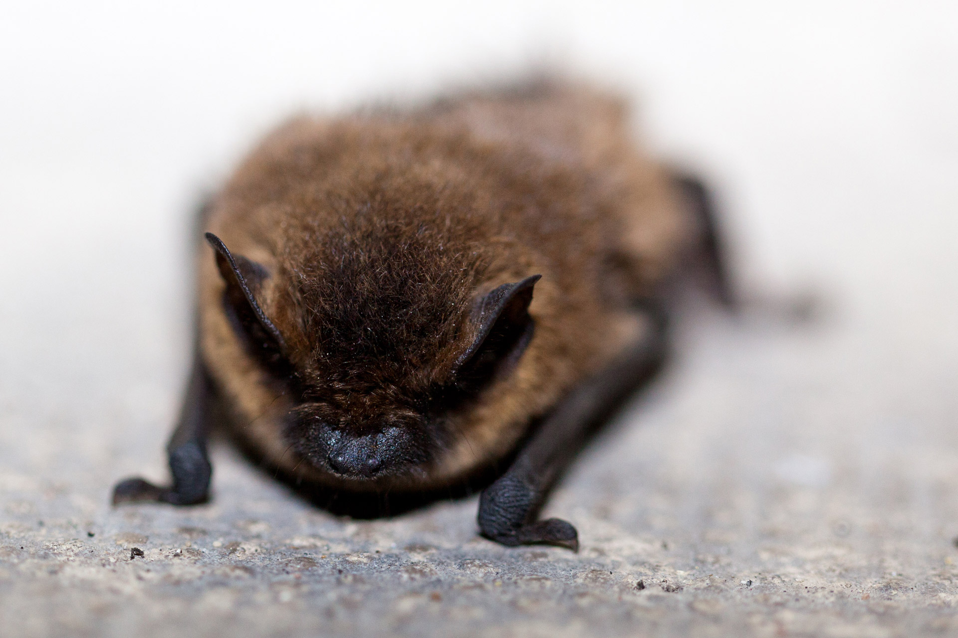 Bat rabies death, Florida Worms & Germs Blog