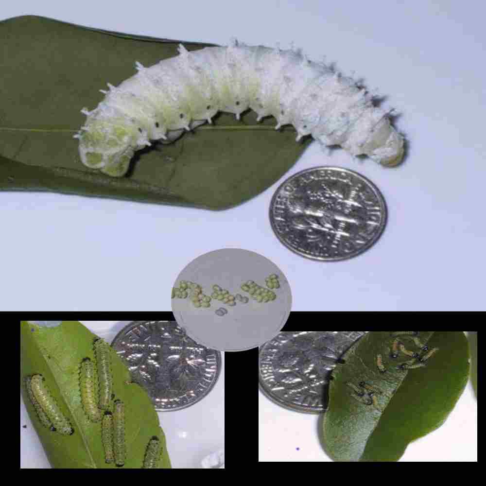 Samia ricini, the eri silkworm