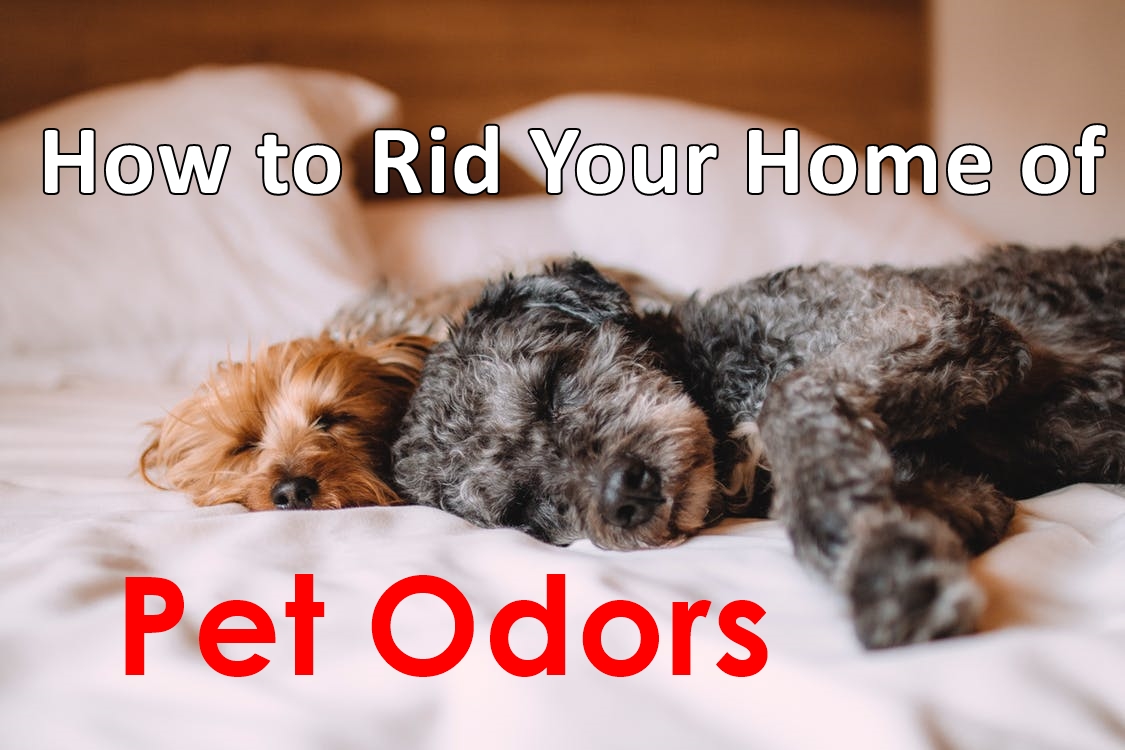 3 Tips to Buying the Best Carpet for Pet Owners WorthvieW