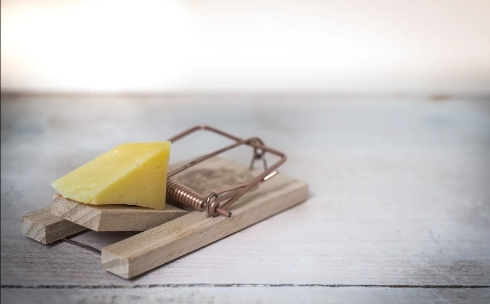 Hiring an Exterminator Vs. DIY What You Need to Know WorthvieW