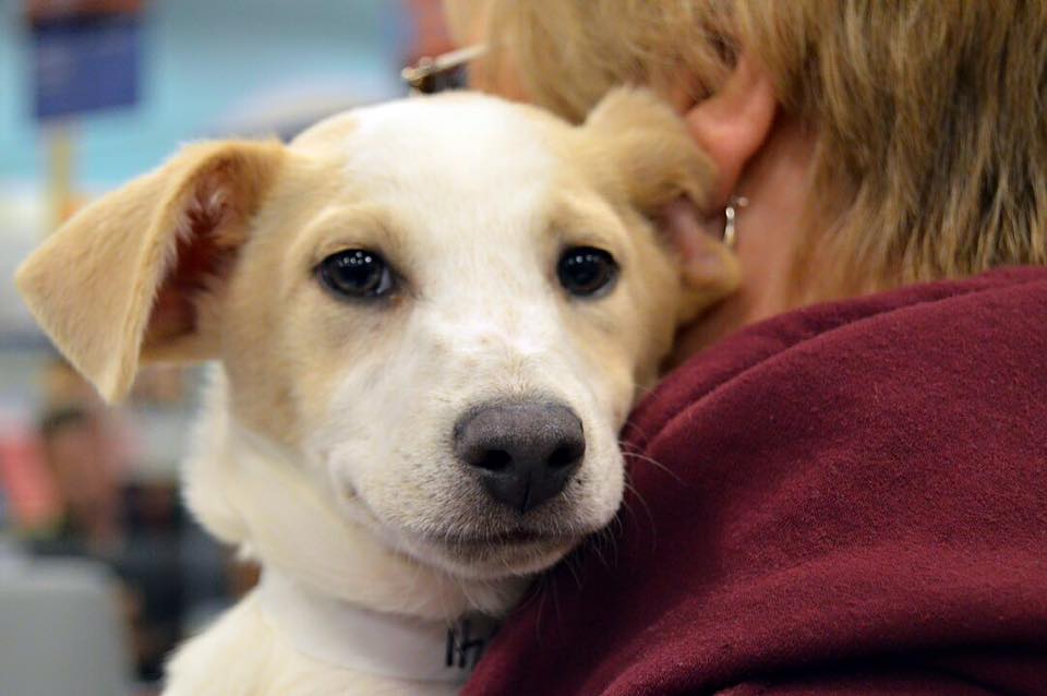Dekalb Humane Society To Build New Shelter – Wowo 1190 Am | 107.5 Fm