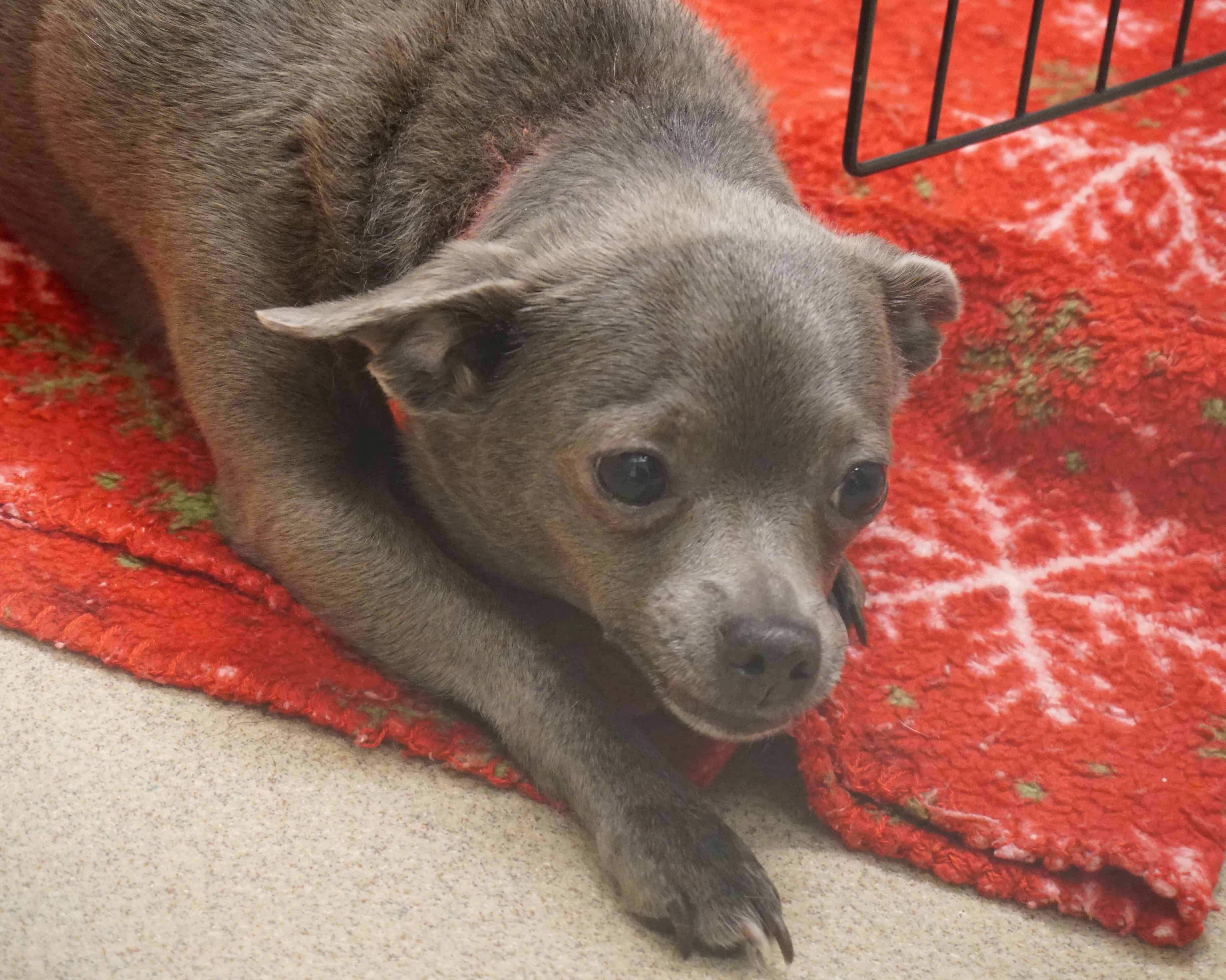 Fort Wayne Animal Care & Control investigating after finding abandoned
