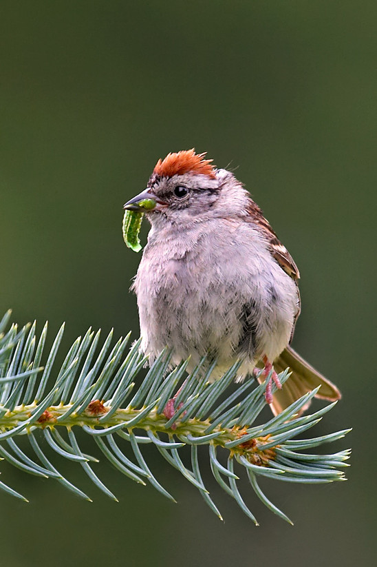 large 50 amp sites, Whispering Pines Camping Estates Benton, PA Rates