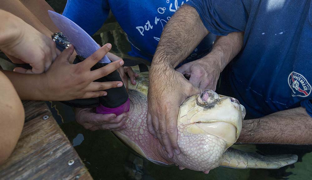 Students Create FirstofIts Kind Prosthetic Flipper for