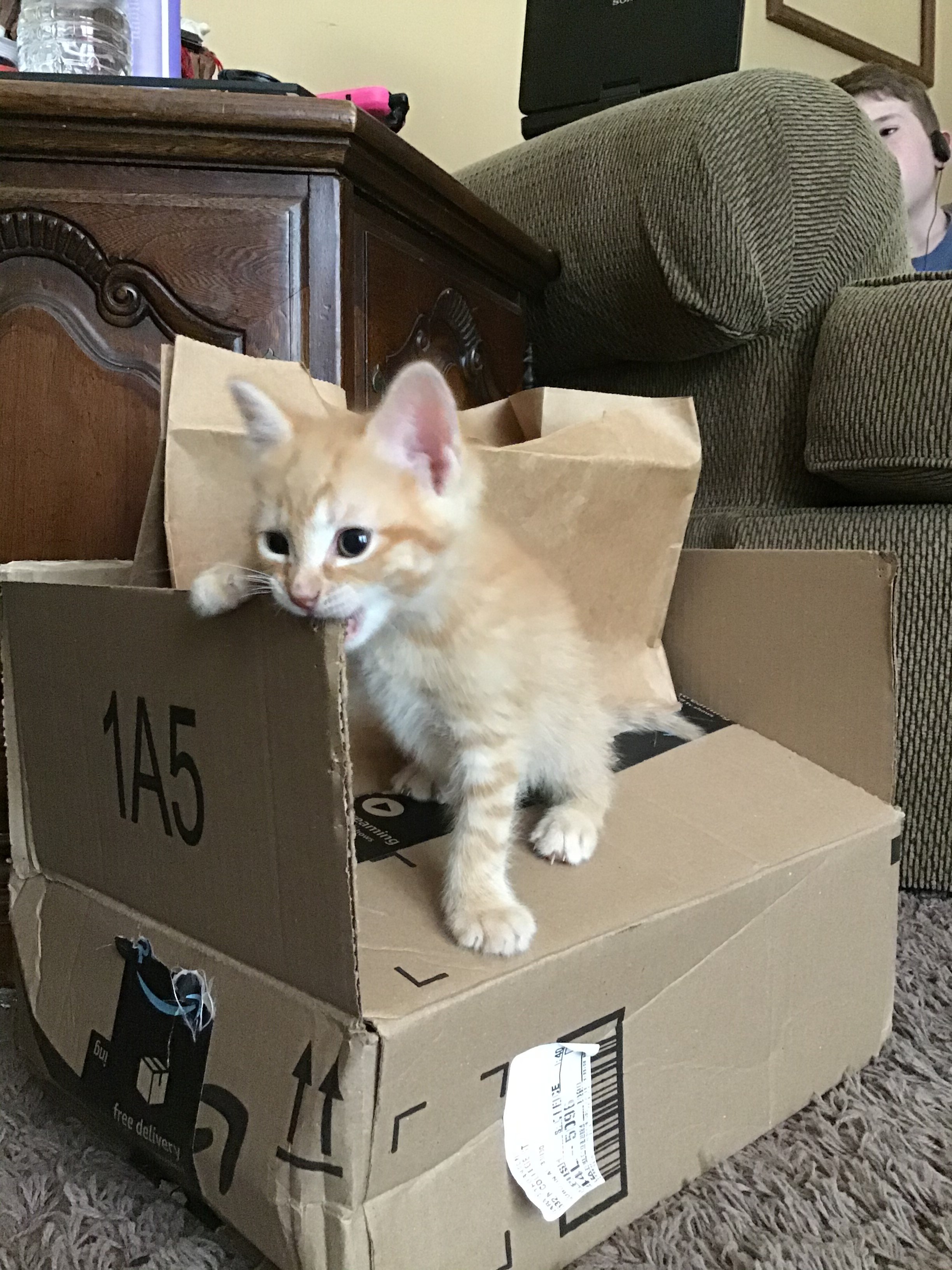 What to do with stray cats and kittens