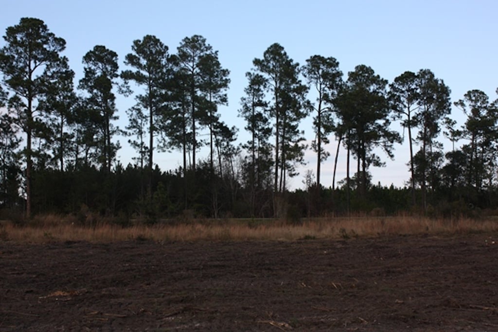 289 Acres Brooks County, GA SOLD