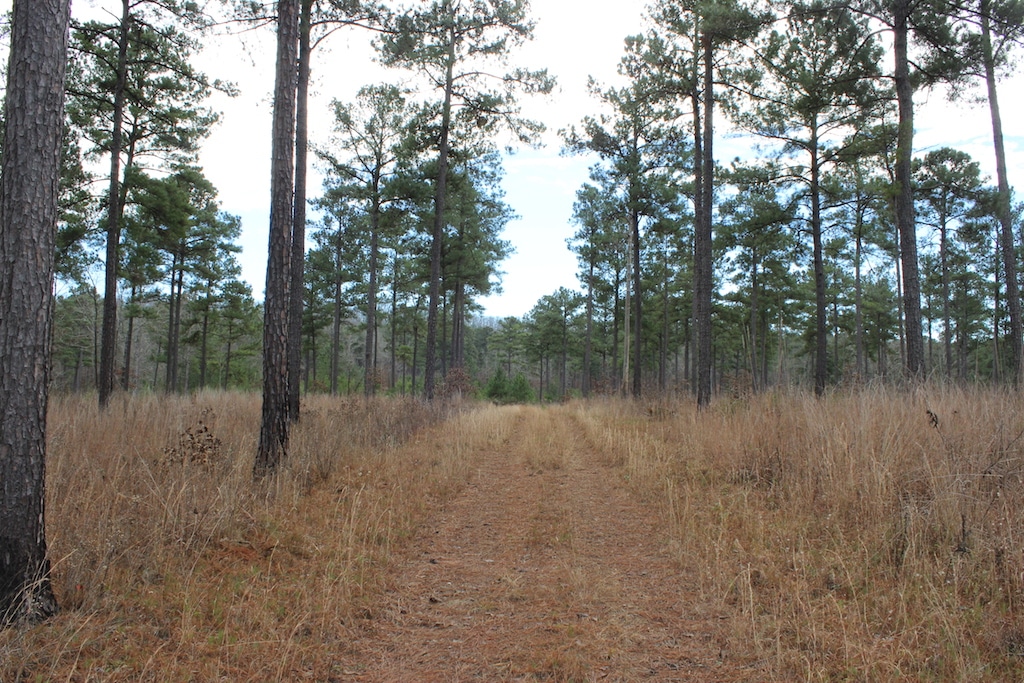 Lake Nancy 910 Quality Deer Managed Acres (QDM) Harris County, GA
