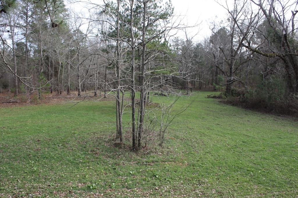 Lake Nancy 910 Quality Deer Managed Acres (QDM) Harris County, GA