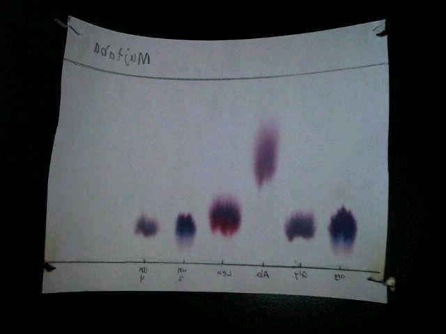 Paper Chromatography Experiment Report Examples and Samples