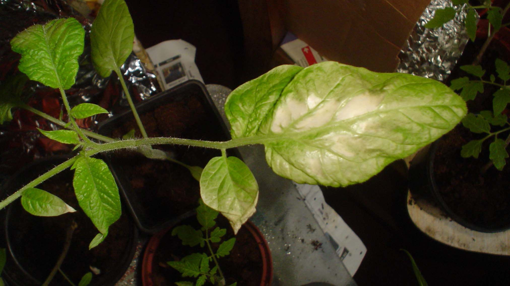 Sunburn on my tomatoes! Container vegetable gardening in the Garden