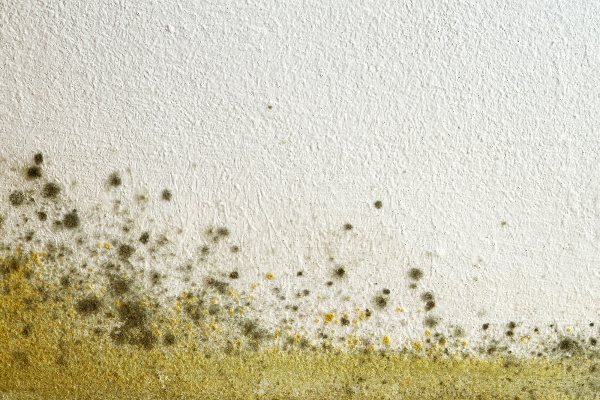 How Does Mold Grow? WrityWall