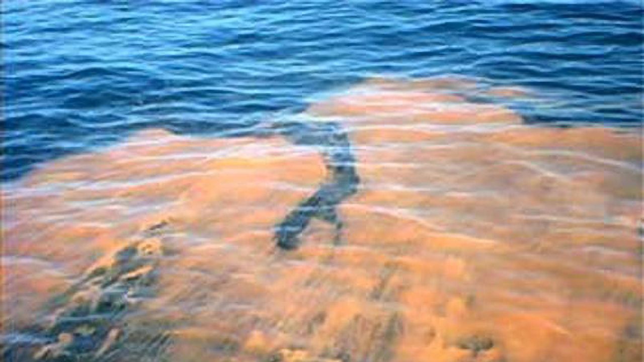 “Red tide” bacteria toxin devastates marine life along Florida’s Gulf