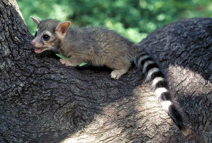 Bassariscus astutus