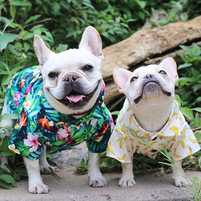 The Best Harnesses and Clothes That Fit French Bulldogs What The Frenchie