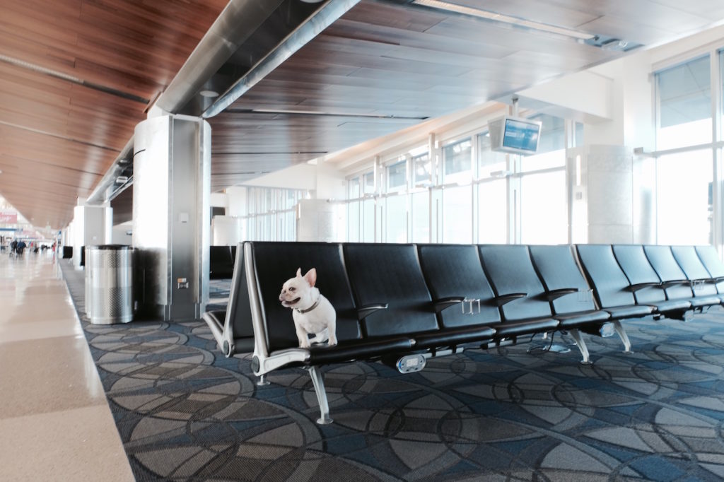 Flying On Plane With My French Bulldog What The Frenchie