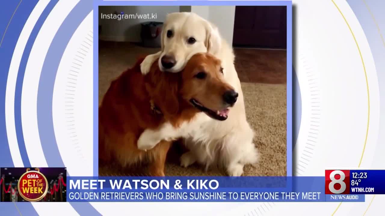 Experts discuss Yale canine cancer vaccine program; app used to treat