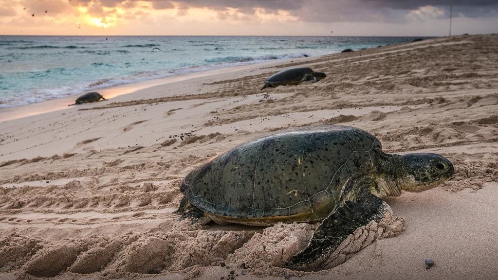 Wuthathi Aboriginal Corporation Wuthathi Aboriginal Corporation