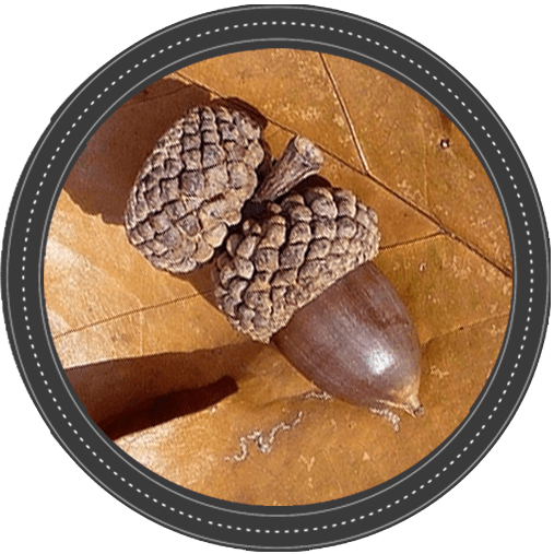 Tree Trail West Virginia Botanic Garden