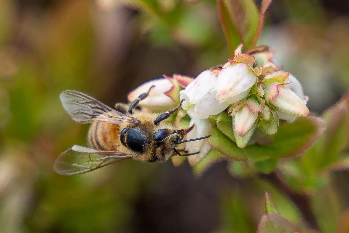 Maine’s Wild Blueberry Giant is Raising Millions of Native Bees — Shop