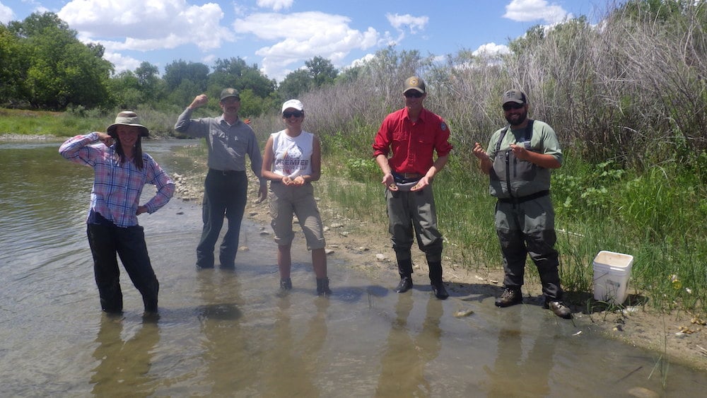 The other mussels, Wyo’s native species play vital roles WyoFile