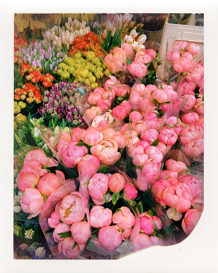 50 PLACES COLUMBIA ROAD FLOWER MARKET xanthe berkeley