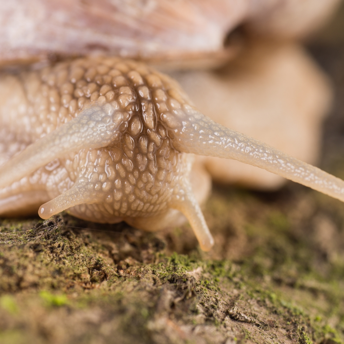 Problem, ogräs och sjukdomar i gräsmattan