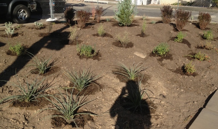 Xeriscape Design and Landscaping Drip Irrigation