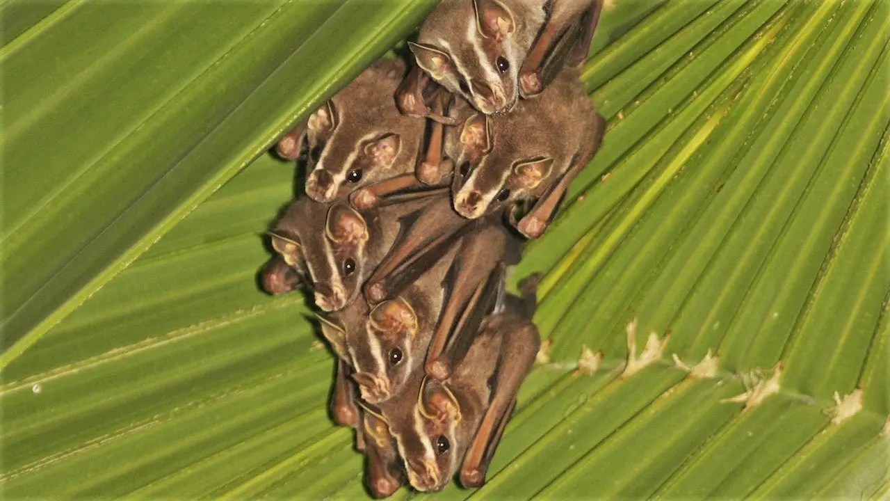 Costa Rica Common Tentmaking Bat Essex Media & Explorations
