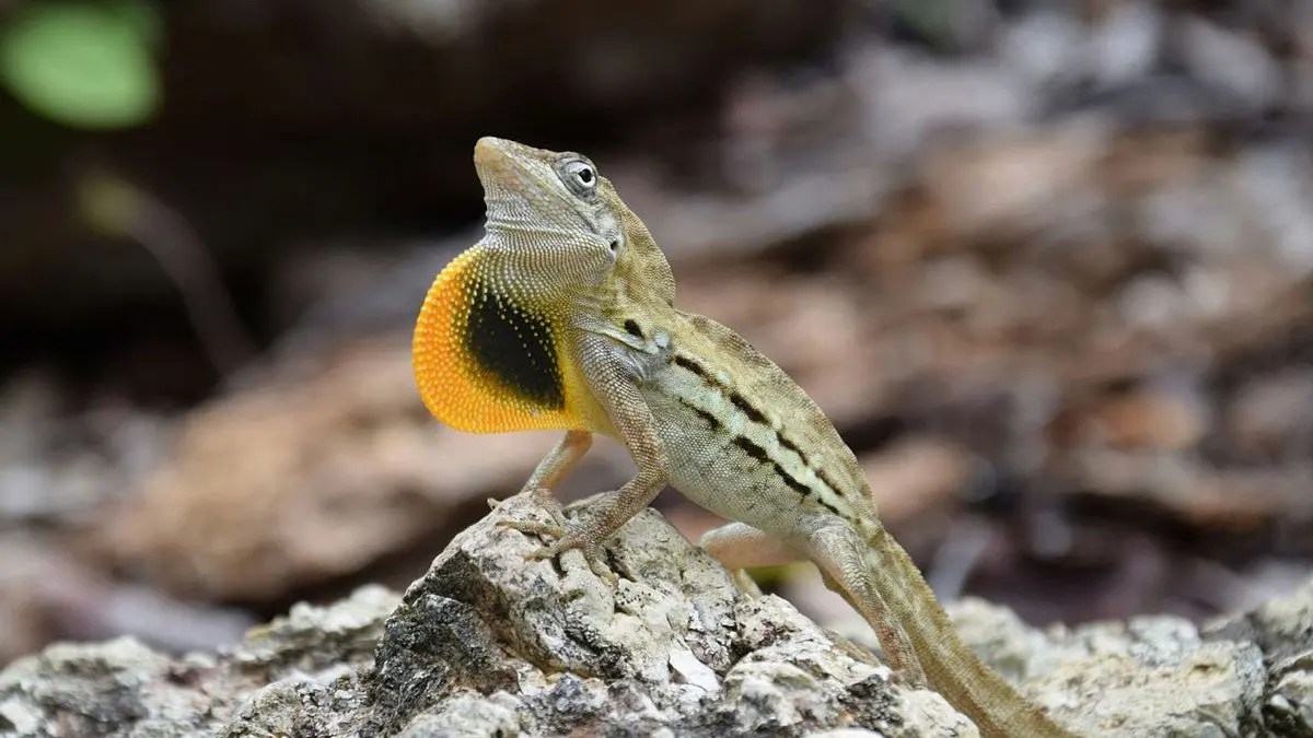 Costa Rica Ground Anole Essex Media & Explorations