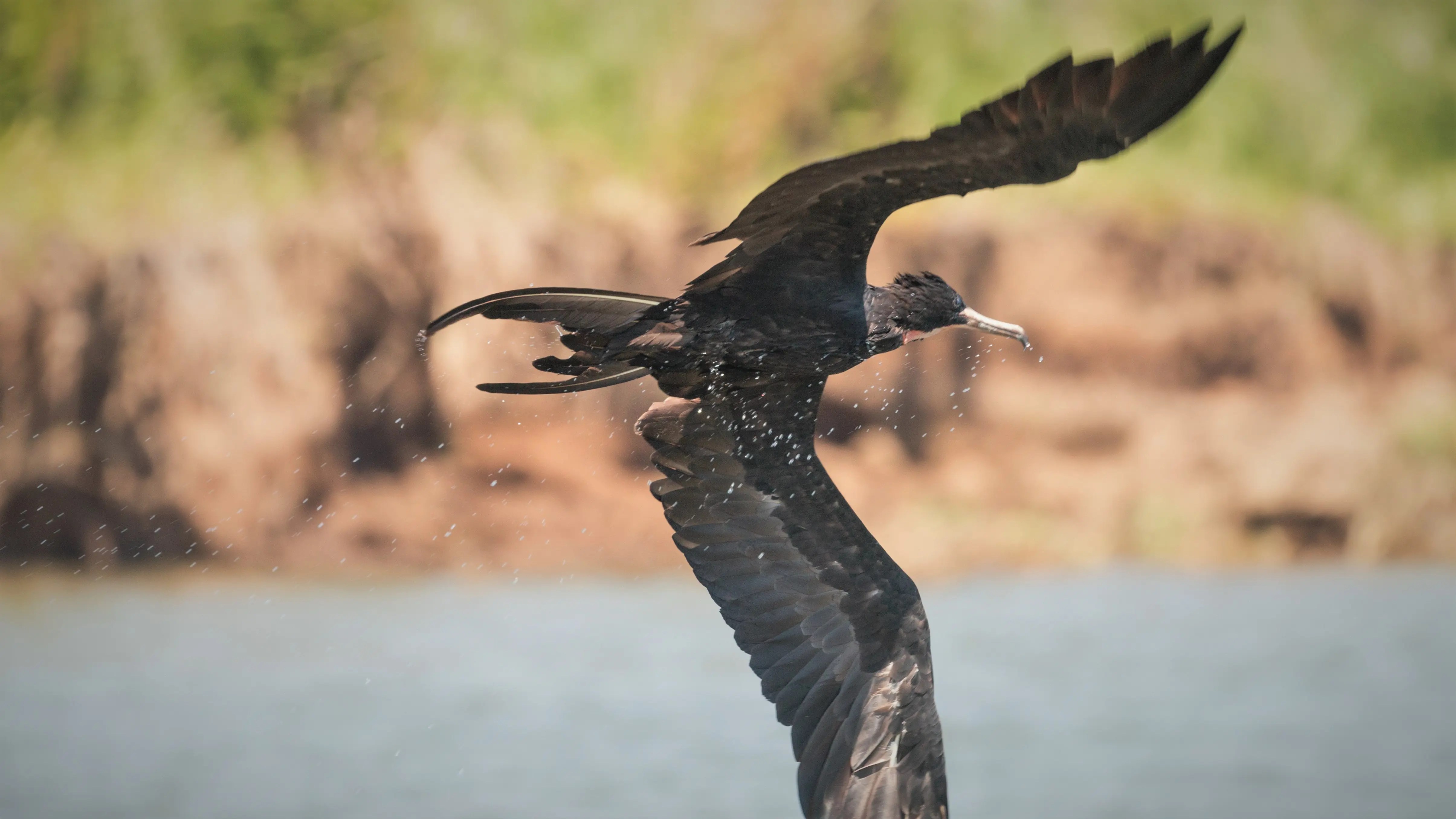 Costa Rica Magnificent Frigatebird Essex Media & Explorations