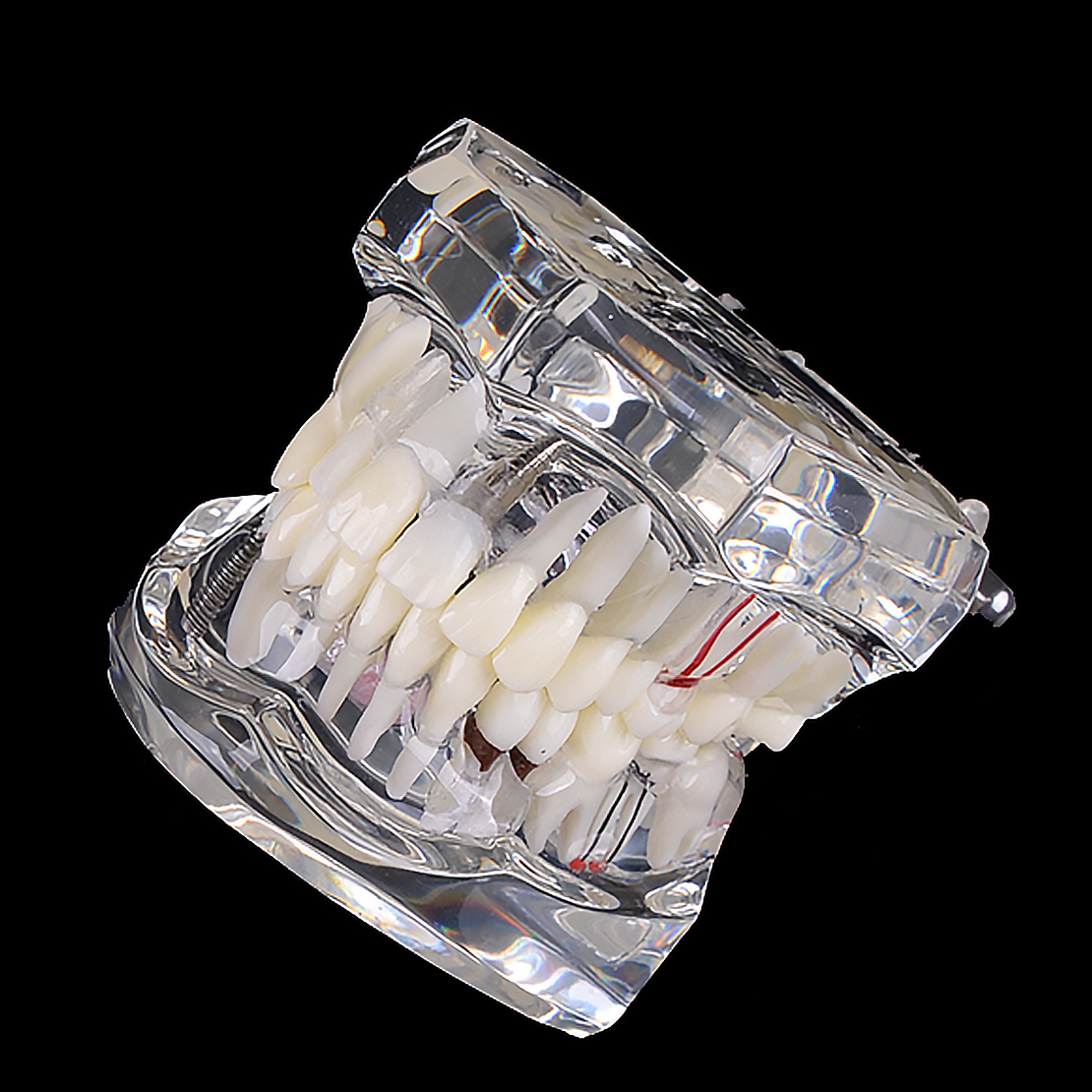 ZAHNPFLEGEMODELL ZAHNPROTHESE ZAHNMODUL Gebiss Modell Zahn Dental Arzt