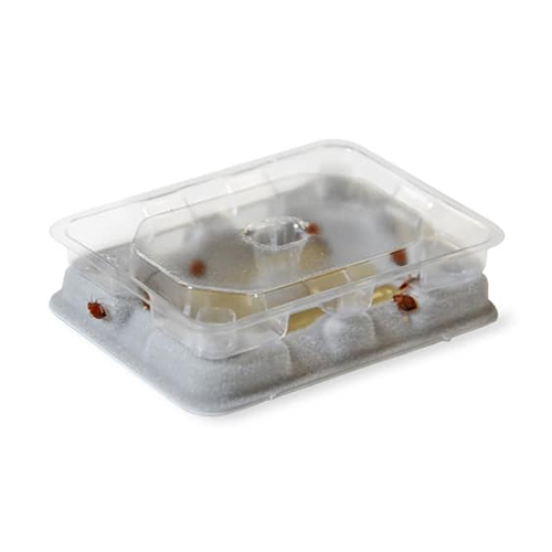 Slider Bed Bug Monitor The XTerminators