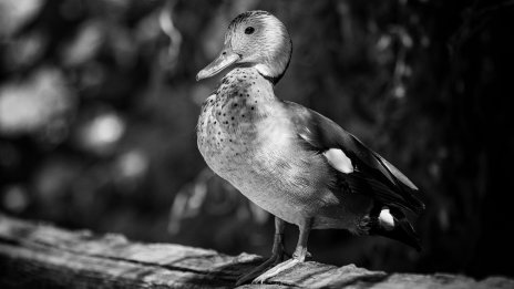Bokep india full hd duck duck · HQ Wallpapers Images