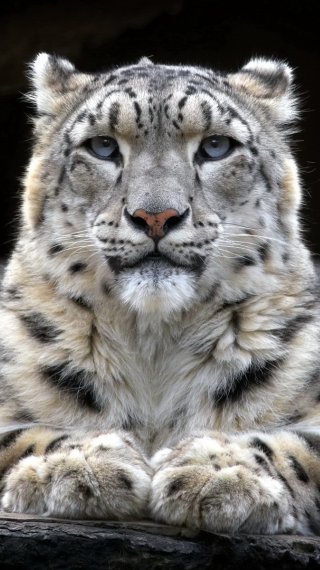 Descargar blaca nieves y sus 7 enanitos xxx media fire · Fondos de