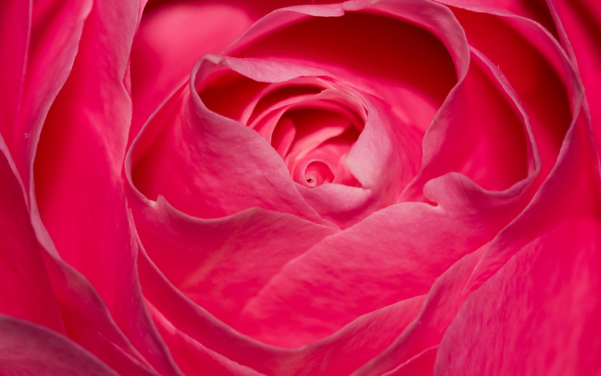 Rosa perfecta Fondo de pantalla 2k Quad HD ID2774