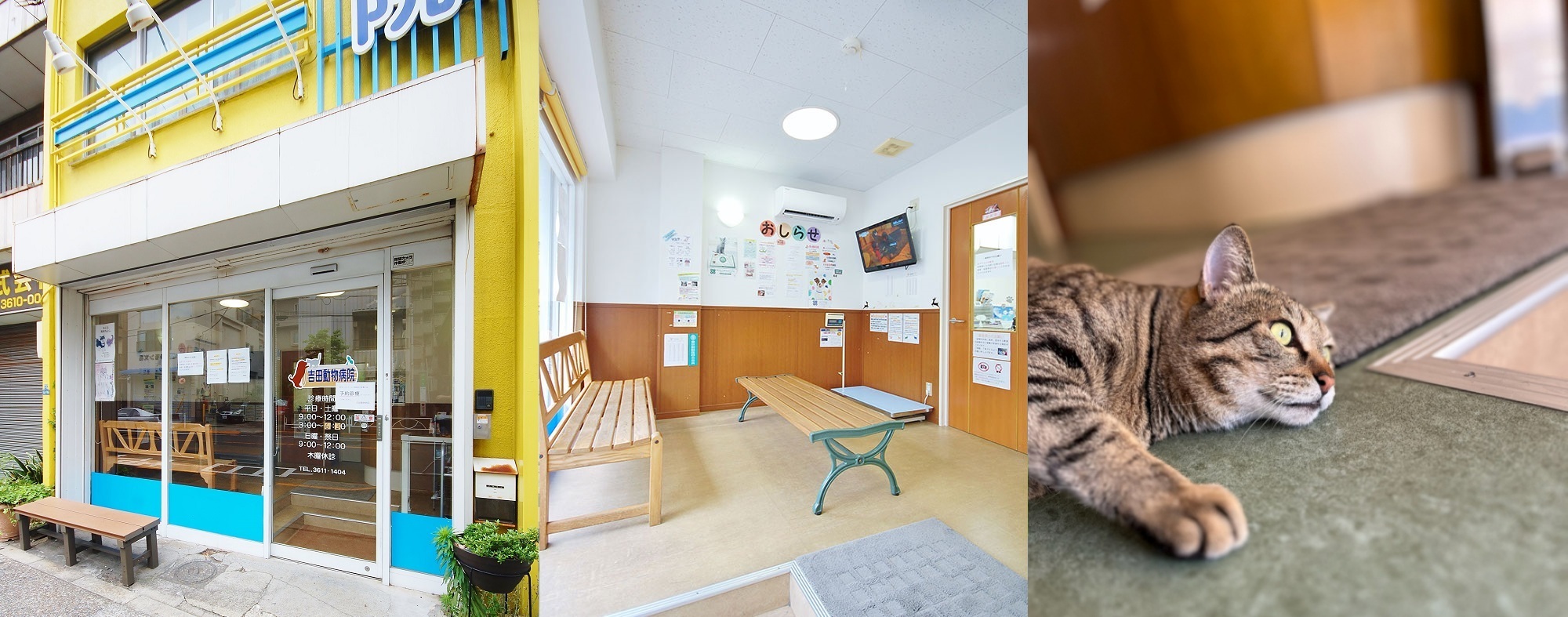 吉田動物病院 墨田区 江東区 嘔吐や下痢などの消化器疾患にも対応