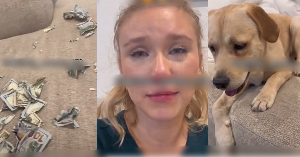 Woman In Tears As Her InnocentLooking Dog Shreds Her Multiple 100 And