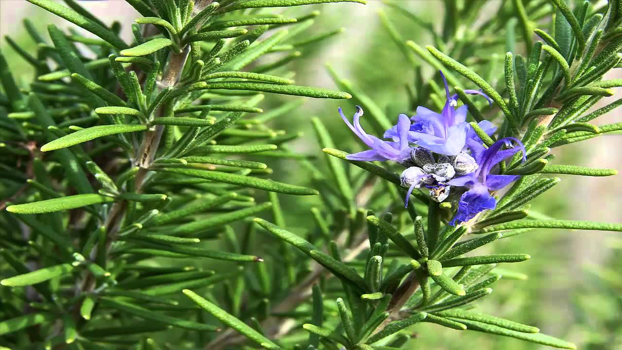 13 Effective Health Benefits Of Rosemary Herb Yabibo