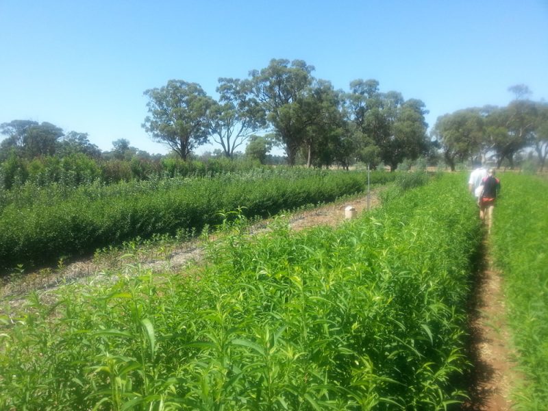 New Yalca Fruit Trees site Yalca Fruit Trees