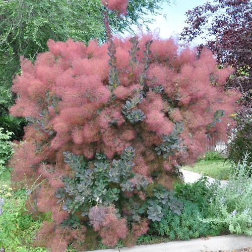 Yalca Fruit Trees Online plant nursery