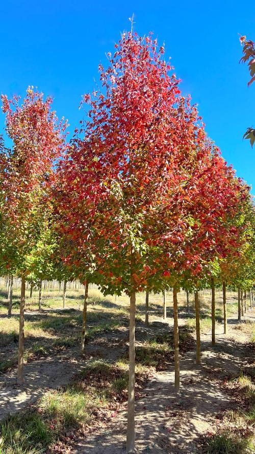 Yalca Fruit Trees Online plant nursery