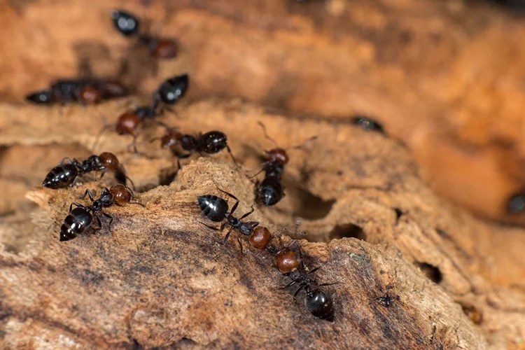 Pavement Ant vs. Carpenter Ant How Are They Different? Yale Pest Control