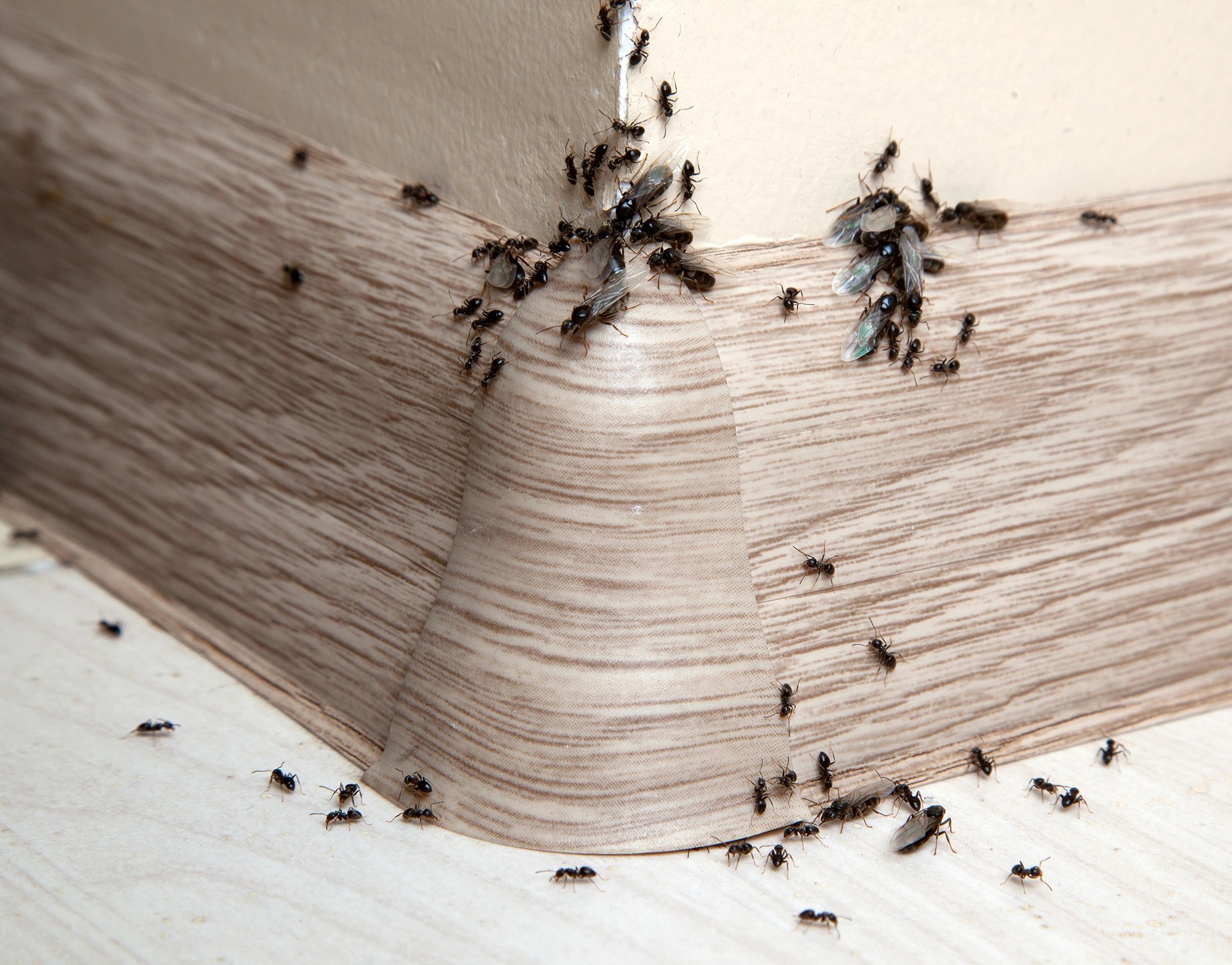 Are Pavement Ants Aggressive? Yale Pest Control
