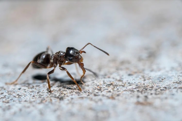 How to Tell the Difference Between Carpenter Ants and Concrete Ants
