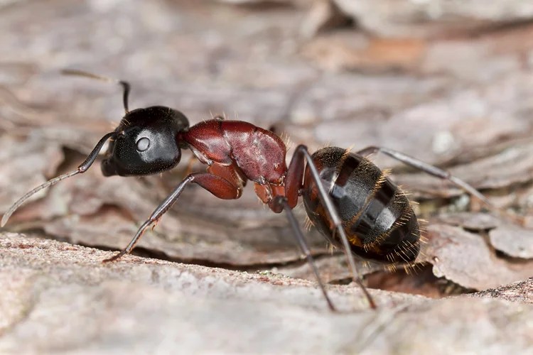 Where Can Carpenter Ants Be Found and How Do You Get Rid of Them