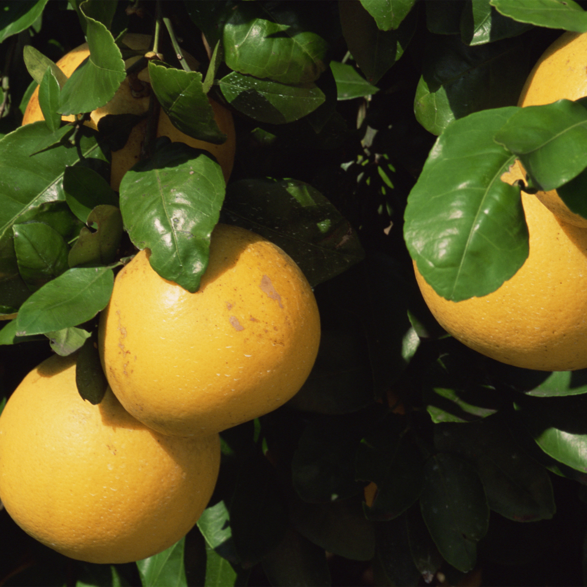 Dwarf Grapefruit Tree Dwarf Ruby Red Grapefruit Tree