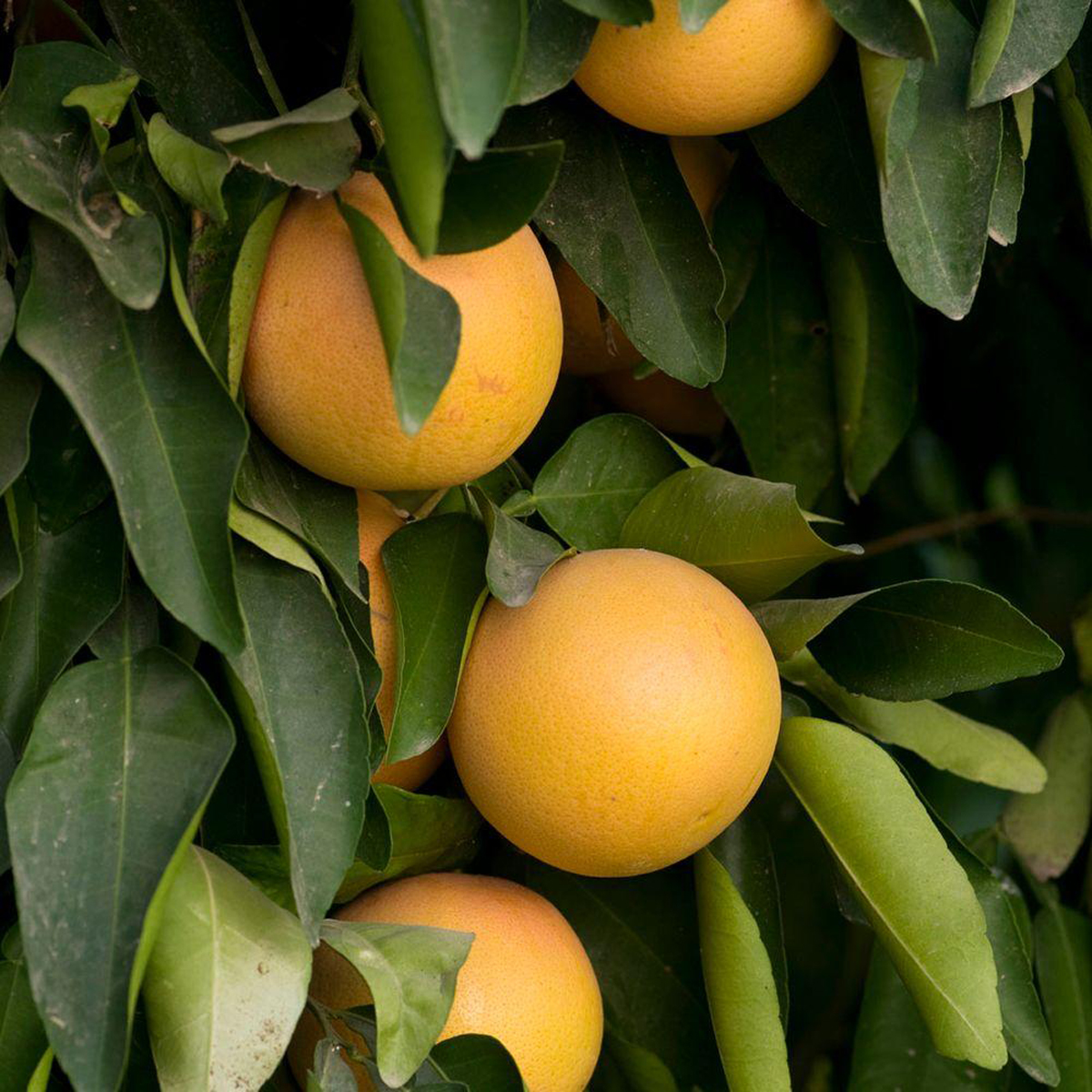 Dwarf Grapefruit Tree Dwarf Ruby Red Grapefruit Tree